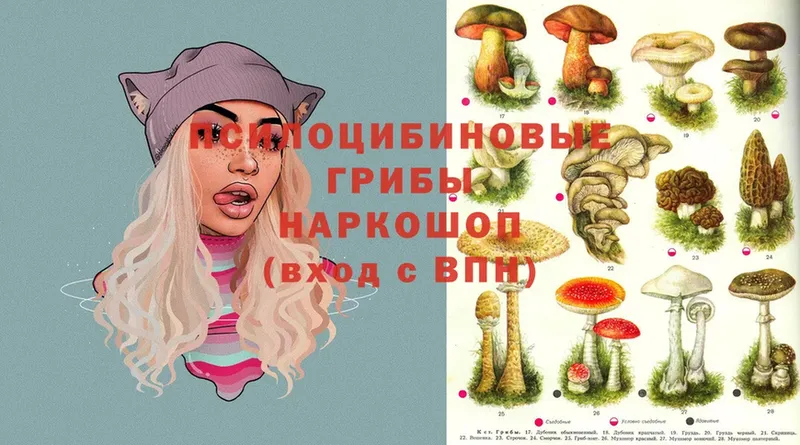 Галлюциногенные грибы Psilocybine cubensis  наркота  Томск 